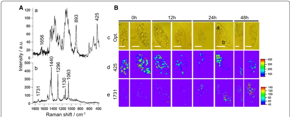 Fig. 1 Raman microspectroscopy and imaging of single Euglena gracilis cells under anaerobic condition