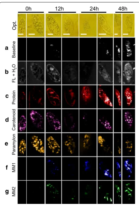 Fig. 6 Raman images constructed from MCR analysis. (a) Baseline, (b) fluorescence background and water, (c) protein, (d) carotenoid, (e) paramylon, and (f, g) myristyl myristate 1 and 2, respectively