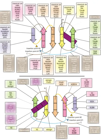 Figure 6Diagram of relative location of β-grasp interacting partnersDiagram of relative location of β-grasp interacting partners
