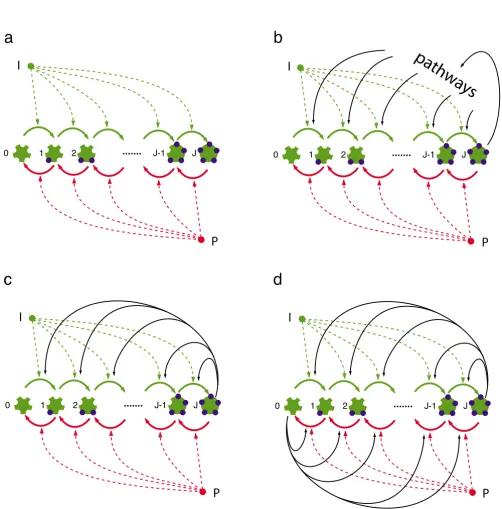 Figure 1Multisite phosphorylation and feedback structureprotein relays a signal into pathways that eventually feed back on the phosphorylation chain