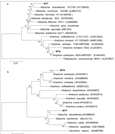 Fig. 1 a Dendrogram based on the 18S rRNA gene sequence. Bootstrap values are given at the nodes