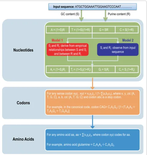 Figure 1 Illustrations for quantifying theoretical compositions. Quantification of theoretical compositions of nucleotide, codon, and aminoacid is based on GC (S) and purine (R) contents, which are readily observed from input coding sequences