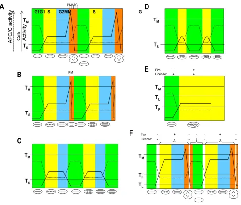 Figure 2Quantitative model of Cdk activity applied to normal and over-replicating cell cyclesAPC/C (broken line) activities (y-axis) are plotted against time (x-axis)