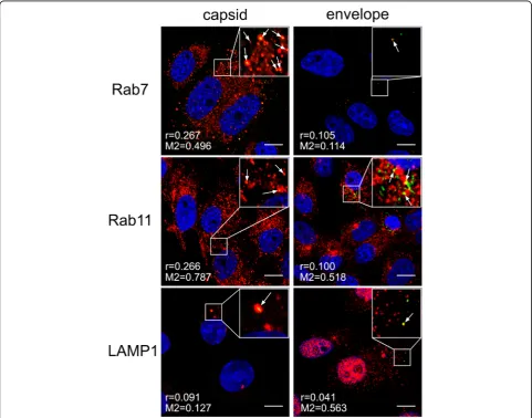 Fig. 9 Baf A1 blocks virus-cell fusion. Co-localization between ZIKV and subcellular marker proteins in Baf A1-treated Vero cells 15 min p.i.Confocal images of 100 nM Baf A1-treated ZIKV-infected Vero cells presenting co-localization between ZIKV capsid or