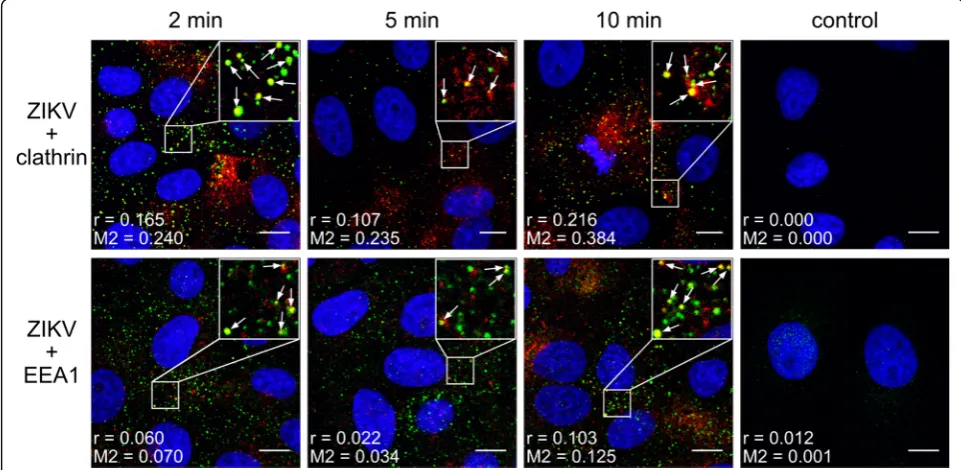 Fig. 1 Co-localization between ZIKV and clathrin-dependent endocytosis markers. Confocal images of Vero cells showing co-localization of ZIKVenvelope protein and clathrin (upper) or EEA1 (lower) at different time points p.i