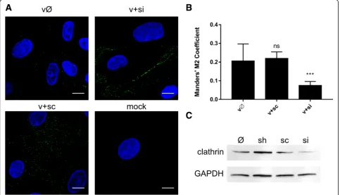 Fig. 2 Inhibition of ZIKV entry to clathrin-depleted cells. (in Vero cells compared to GAPDH expression in these cells)