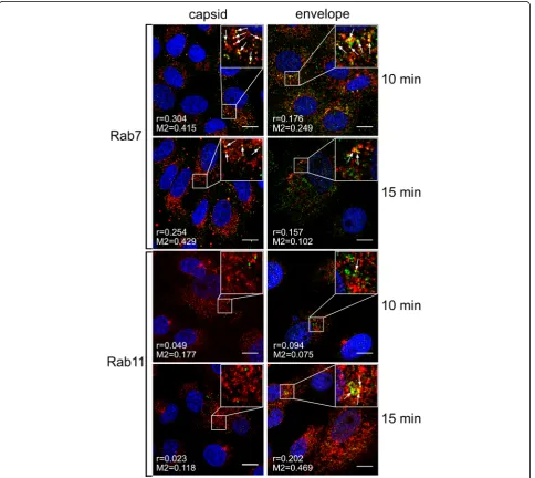 Fig. 4 Co-localization of ZIKV with Rab7 and Rab11 marker proteins 10–15 min p.i.