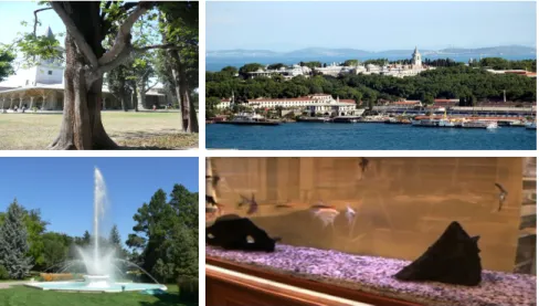 Figure 2.6: Some scenes having dynamic pixels like tree leaves, flowing water and shiny aquarium pebbles.
