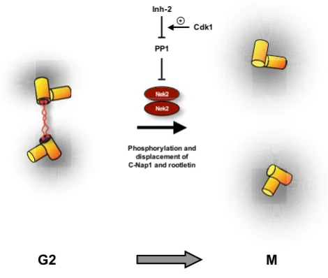 Figure 3Nek2 promotes centrosome separation at mitotic onsetNek2 promotes centrosome separation at mitotic onset
