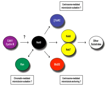 Figure 4Mitotic interactions of the Nek9 kinaseMitotic interactions of the Nek9 kinase