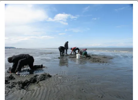 Fig. 3 Clam digging. Families dig for clams on Ninilchik Beach, Alaska