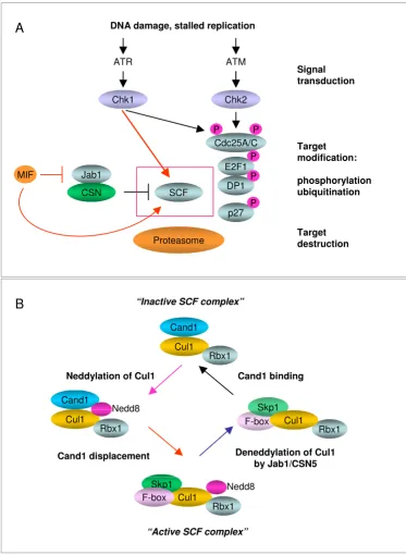 Figure 2SCF activity is sustained by dynamic cycles of assembly and disassemblythe elements that make up signal transducers (ATM, ATR, Chk1, Chk2) and effectors (SCF, CSN and 26S proteasome)