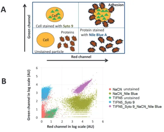 Figure 1. Measuring protein attachment to bacteria using flow cytometry. Panel A – Schematic  view of bacteria-protein interaction and their expected appearance in a flow cytometer  measurement