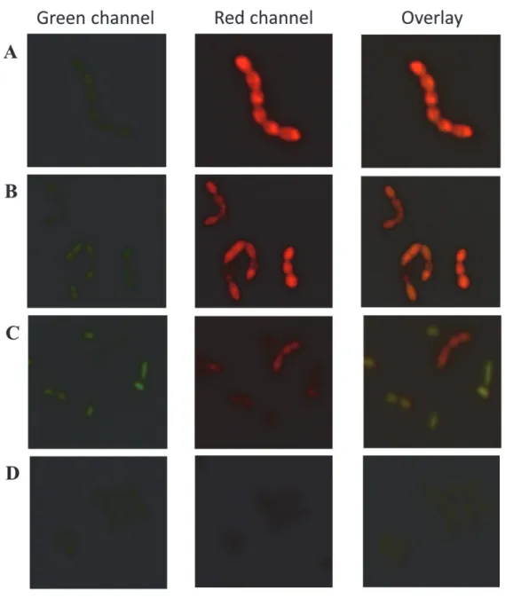 Figure 2. Fluorescence microscopy to determine protein (sodium caseinate) attachment to L