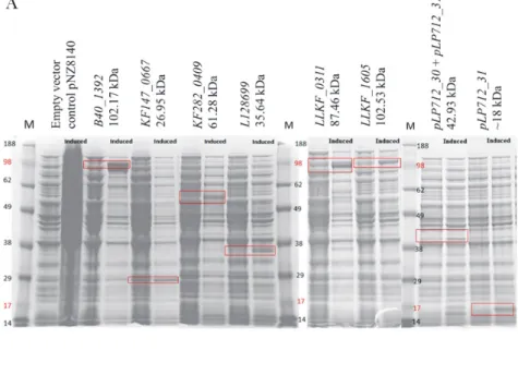 Figure S9. SDS-PAGE gels of the 6 overexpressed proteins in L. lactis NZ9000 after induction  of exponentially growing cells with 10 ng/mL nisin and incubation for another 5 h