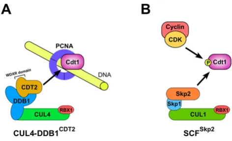 Figure 1Two distinct molecular pathways for Cdt1 degradationrepeat region with a specific signature, termed a 'WDXR' or 'DXR' domain (marked in figure)