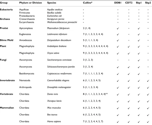Table 2: Conservation of CUL4-DDB1CDT2 and SCFSkp2 components in prokaryotic and eukaryotic species.