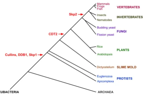 Figure 2The genesis of CUL4-DDB1CDT2 and SCFSkp2 E3 componentsThe genesis of CUL4-DDB1CDT2 and SCFSkp2 E3 com-ponents