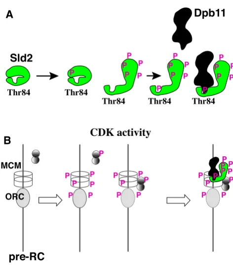 Figure 1replicationA model for CDK-regulated initiation of chromosome DNA A model for CDK-regulated initiation of chromosome DNA replication