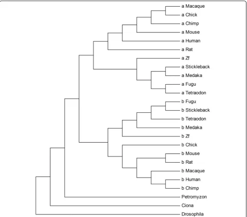 Figure 1 Phylogenetic tree of Wnt5a and Wnt5b proteins. Letters a and b, respectively denote the Wnt5a and Wnt5b paralogs.