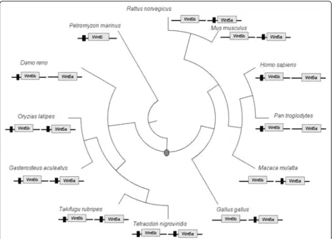 Figure 4 Plylogenetic tree of the taxa included in the regulatory region analysis. The circular phylogenetic tree shows the evolutionaryrelationships for those species, used for the regulatory region analysis