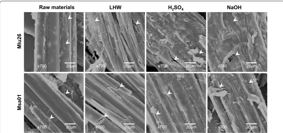 Fig. 2 Scanning electron microscopic observations of lignocellulose residues after optimal LHW and chemical (4%  H2SO4, 4% NaOH) pretreatments and sequential enzymatic hydrolysis in the representative Pair II samples