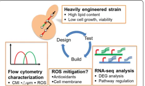 Fig. 1 Schematic of the process flow for transcriptome and physiological response analyses of yeast cells engineered for enhanced lipid production