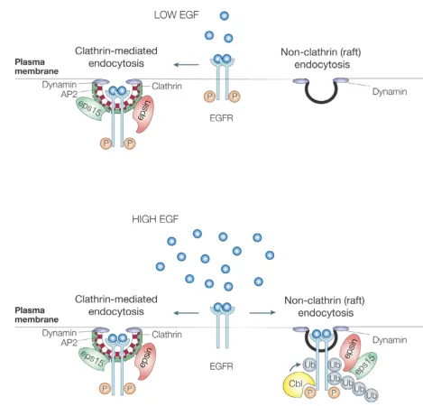 Figure 2Dose-dependent entry routes for the EGFRDose-dependent entry routes for the EGFR