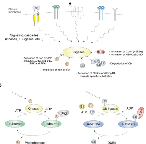 Figure 4Regulation of E3 activities by post-translational modificationsRegulation of E3 activities by post-translational modifications