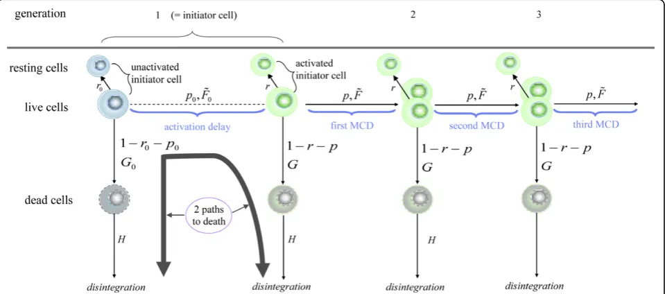 Figure 3 Structure of the model for the proliferation of CD8 T cellsprobabilities of division of activated cells; andtimes to event;