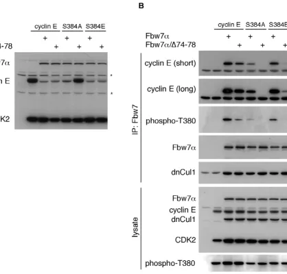 Figure 6A role for Fbw7 dimerizationimmunoprecipitation anti Flag. dnCul1 co-migrates with the Flag antibody heavy chain