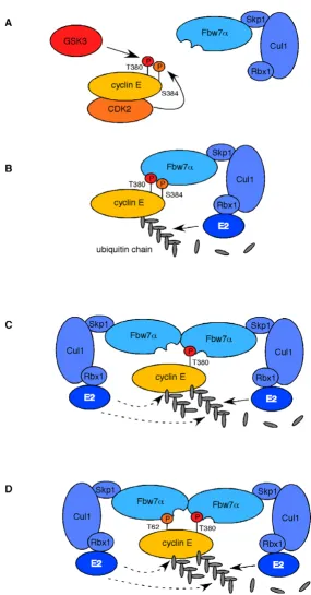 Figure 7Model for role of Fbw7α dimerizationModel for role of Fbw7α dimerization. A: Cdk2 (S384) and GSK3 (T380) prime cyclin E for destruction