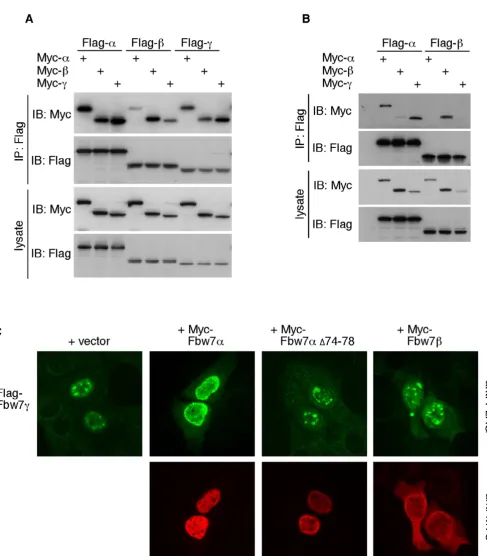 Figure 3Fbw7 isoforms interact in cells (1)Fbw7Fbw7Fbw7 isoforms interact in cells (1)