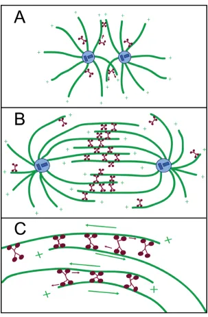 Figure 1Schematic depicting Eg5 activity in the mitotic spindleSchematic depicting Eg5 activity in the mitotic spindle