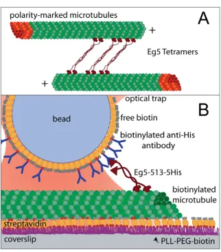 Figure 2in vitro coated beads through a biotinlyated PentaHis antibody. Coverslip surfaces are precoated with poly-L-lysine-cal trapping assay used to observe processive movement of Eg5 dimers [30]