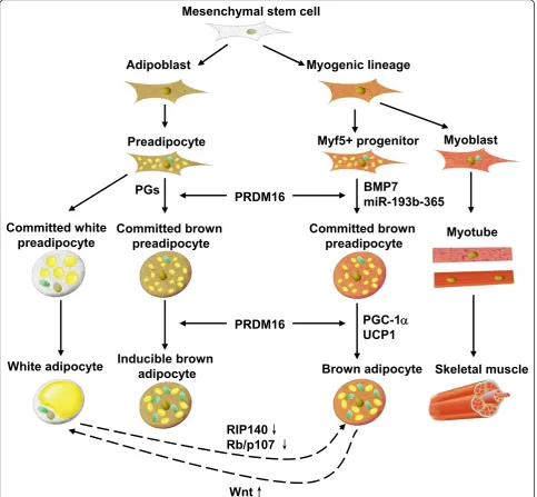 Figure 1 Schematic representation of the effect of key regulators involved in brown adipose differentiation.