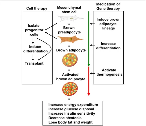 Figure 2 Schematic representation of two BAT-based therapeutic strategies in obesity control.