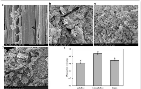 Fig. 6 Scanning electron microscopy (SEM) of bamboo shoot particles (BSPs) and degradation of BSPs in faecal materials of Cyrtotrachelus buqueti