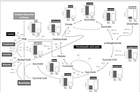 Fig. 4 Intracellular concentrations of TCA-related metabolites in microbial cells growing on the MFC anode (MFC-1-anode, black bars; MFC-2-anode, white bars)