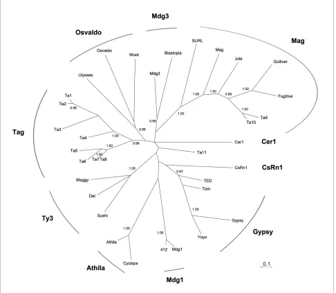 Figure 1 Phylogenetic relationships of T. adhaerens gypsy-like elements (Ta1-11) and other elements from the gypsy group based on a alignment is available in the additional file 3