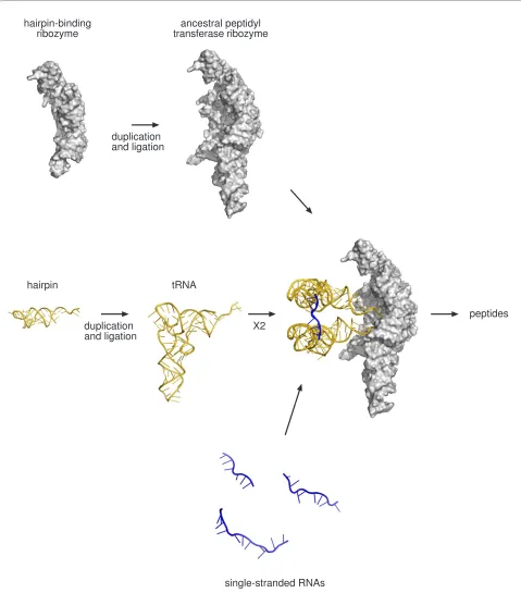 Figure 5 A duplication-ligation origin of coded protein synthesis. The origin of coded protein synthesis from the duplication of a hairpin-binding ribozyme [8] to form the proposed ancestral peptidyl transferase ribozyme [9] and the duplication of a hairpi