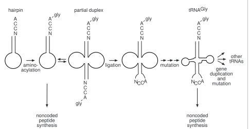 Figure 1 Proposed hairpin duplication origin of tRNA, based on Di Giulio [31-33]. RNA hairpin (left) was specifically aminoacylated with glycine, enabling it to participate in noncoded peptide synthesis