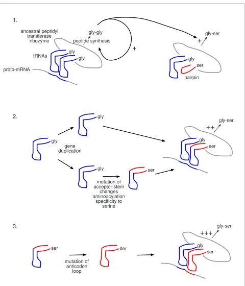 Figure 3 A detailed scenario for the origin of genetic codingmRNA that enhances the synthesis of gly-gly