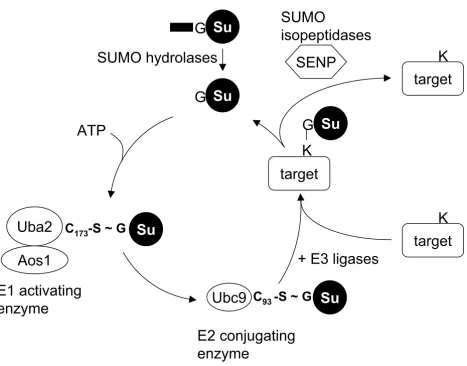 Figure 1The SUMO pathwayThe SUMO pathway. All SUMO isoforms are synthetized as a precursor, containing a C-terminal extension, which is cleaved by specific hydrolases
