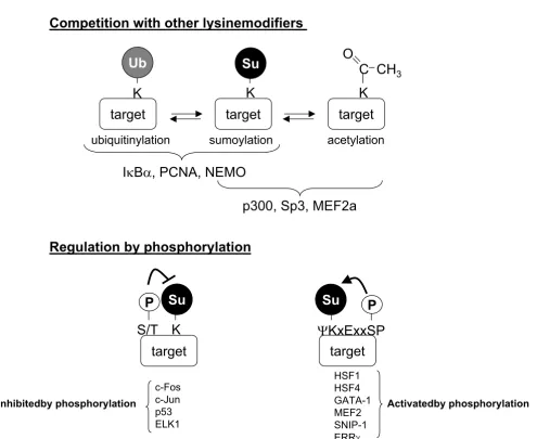 Figure 2Regulation of SUMOylation through target modificationRegulation of SUMOylation through target modification