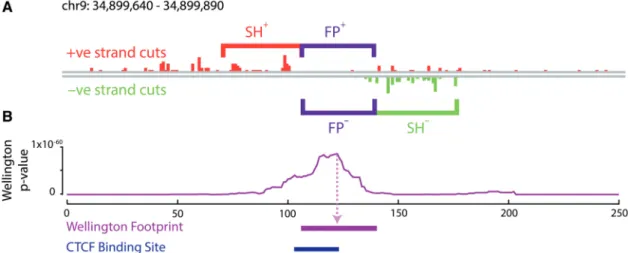 Figure 1. Wellington: a novel strand sensitive algorithm for the identiﬁcation of protein–DNA binding sites from DNase-seq data