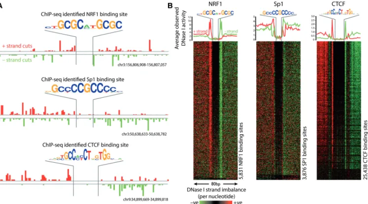 Figure 2. DNase I cleavage patterns surrounding known protein–DNA interactions as identiﬁed by ChIP-seq exhibit a strand imbalance, regardless of the strand where the binding motif is located