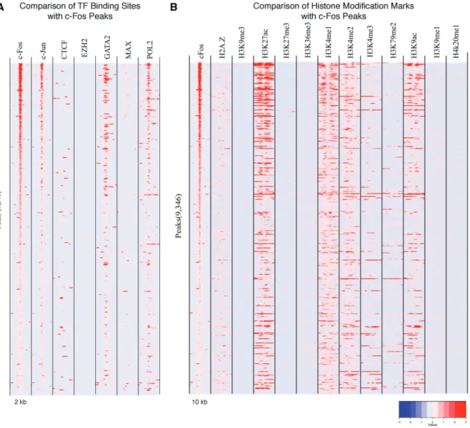 Figure 5A shows a heatmap for which the pivoting TF is c-Fos in the HUVEC cell line. The ﬁrst column represents