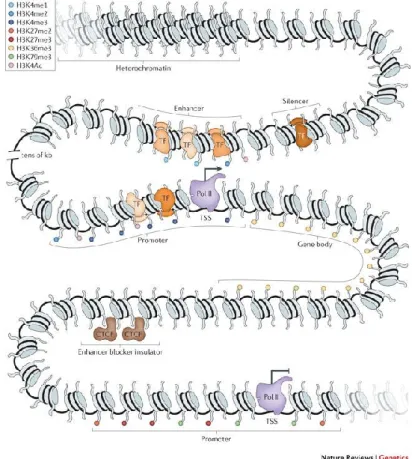 Figure 1: Transcriptional regulation of gene expression. Cis-regulatory elements (promoter, enhancer,  silencer, insulator) are schematically shown around a gene locus