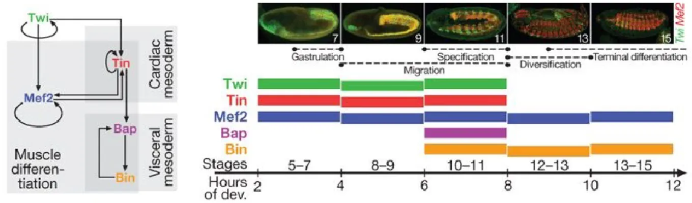 Figure 2: Expression of five main mesoderm TFs during early embryonic development. Regulatory  relationships between the 5 TFs is shown on the left